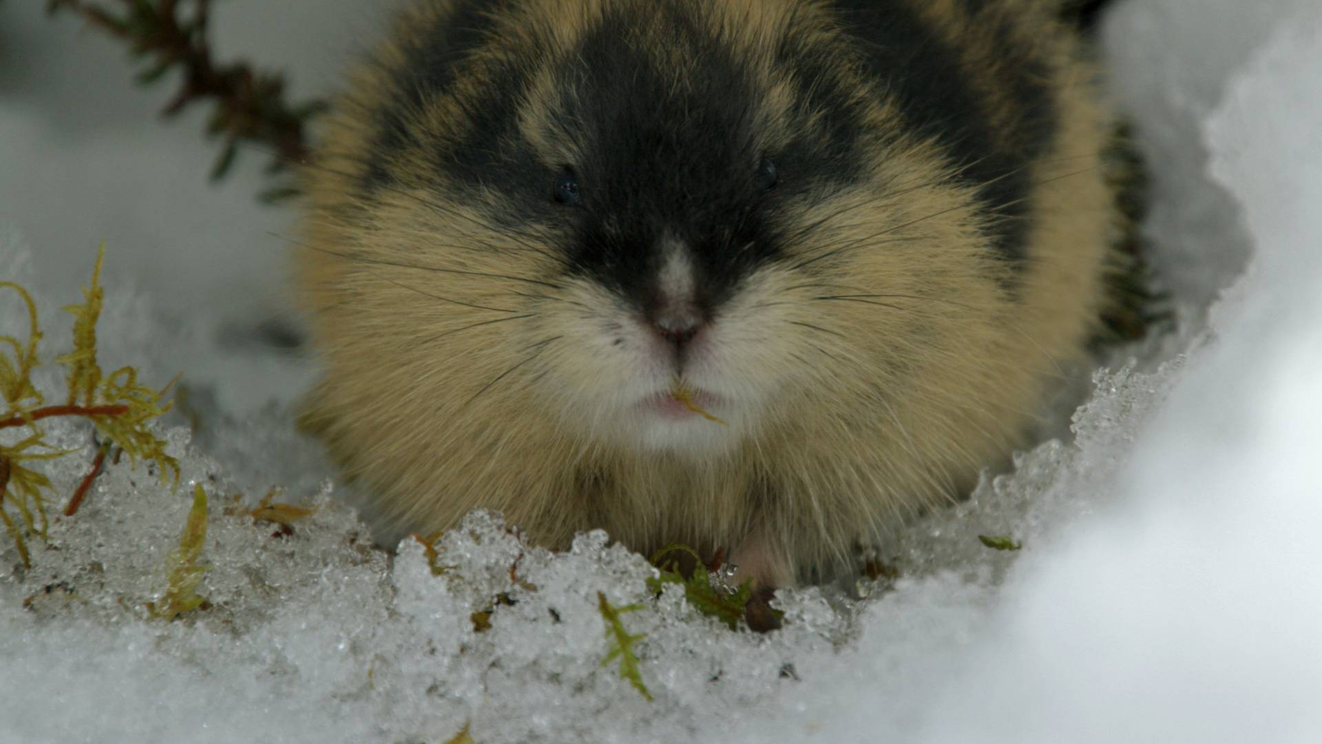 Lemming - The Little Giant Of The North