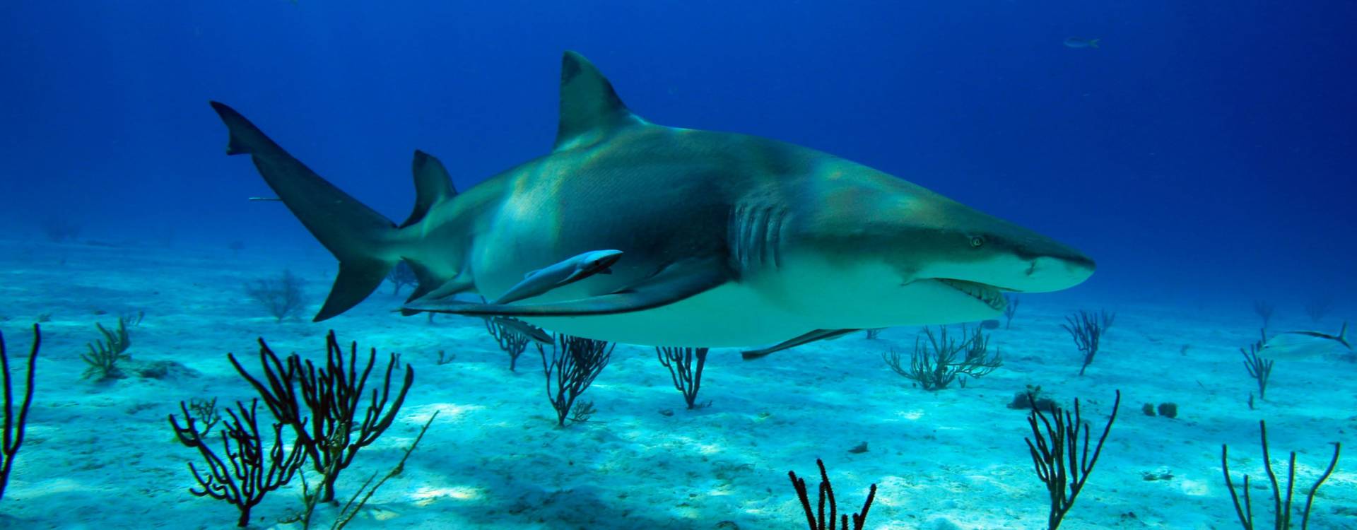 Orange Smarty Placeholder Logo