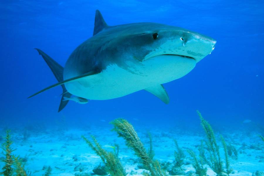 Orange Smarty Placeholder Logo